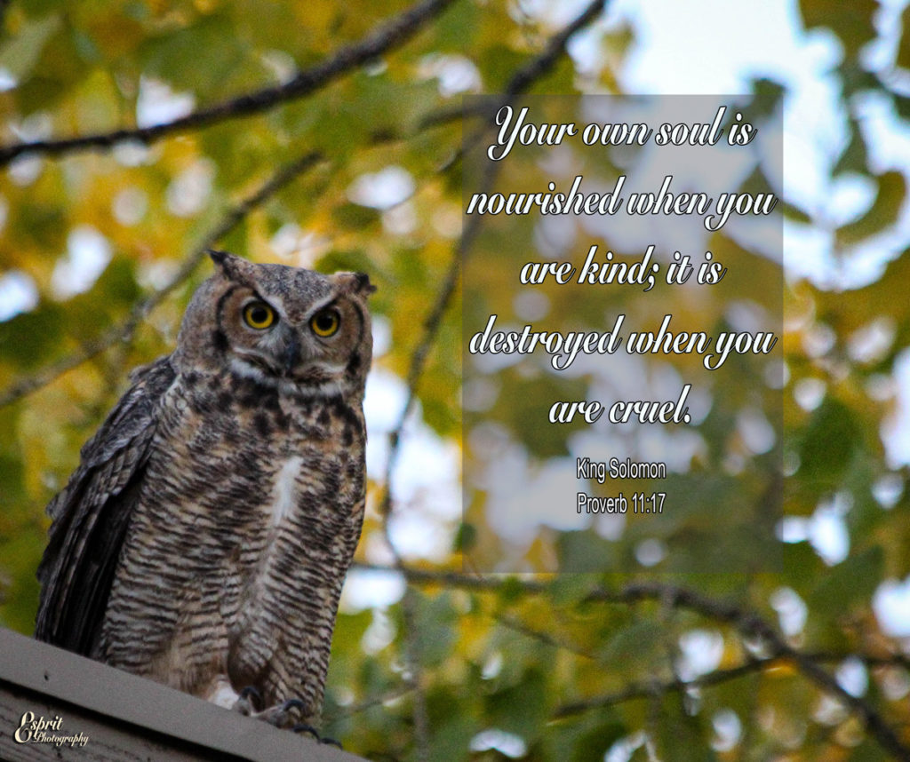 A man who is kind benefits himself, but a cruel man hurts himself. Proverbs 11:17- Wise owl. - Colorado