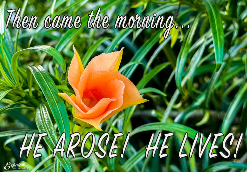 And very early in the morning the first day of the week, they came unto the sepulchre at the rising of the sun. Mark 16:2- Then came the morning.. Lily- Colorado