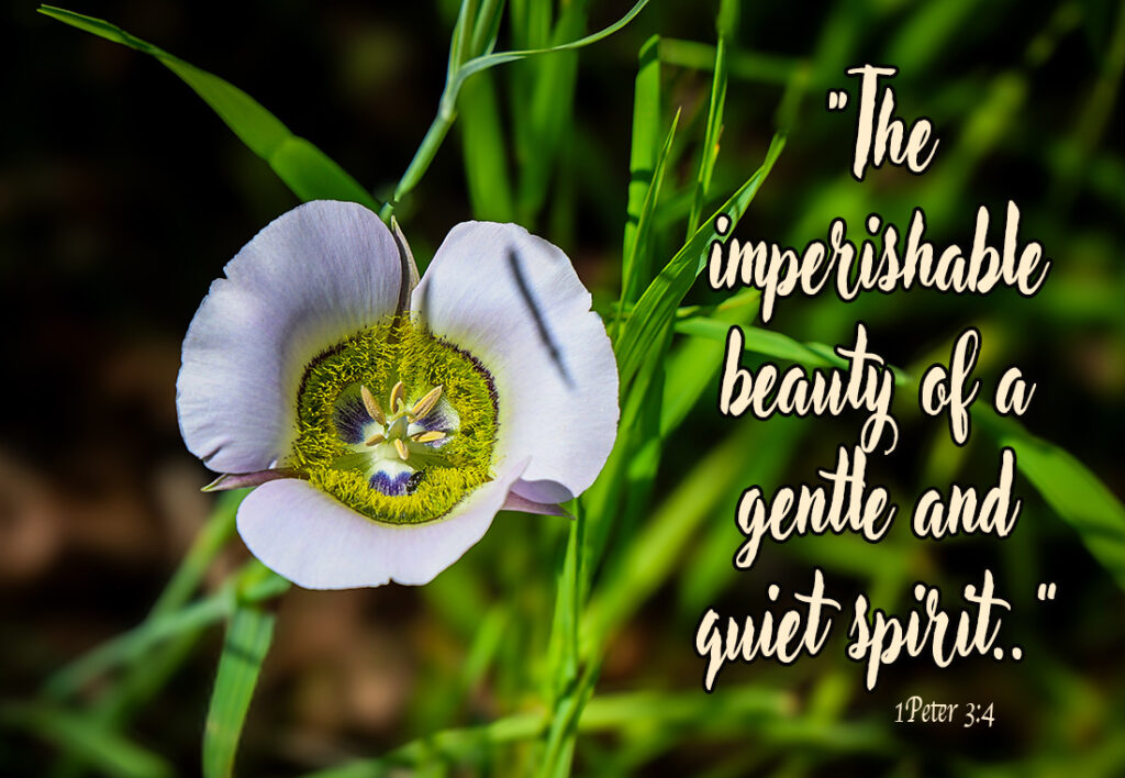 ut let your adorning be the hidden person of the heart with the imperishable beauty of a gentle and quiet spirit, which in God's sight is very precious. 1 Peter 3:4- Gunnison Mariposa Lilies. - Colorado