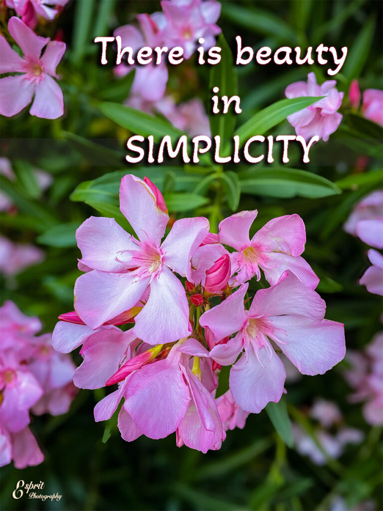 There is beauty in simplicity-  Nerium Oleander -Hidden Valley Lake, CA