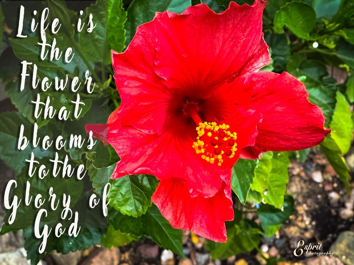 Hibiscus